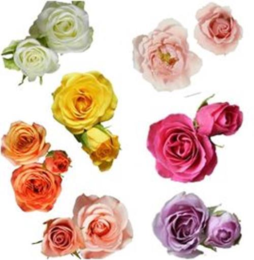 SPRING PACK SPRAY ROSES  ASSORTED COMBO BOX